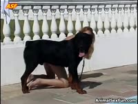 Beastiality Porn Tube -  Slutty babe sucks on canine dildo